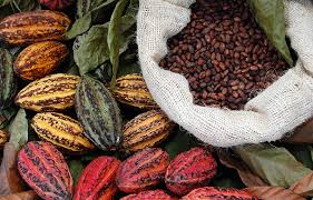  Cocoa Supply Chain