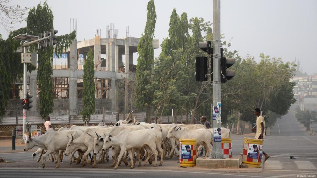 Cows block Nigeria’s capital