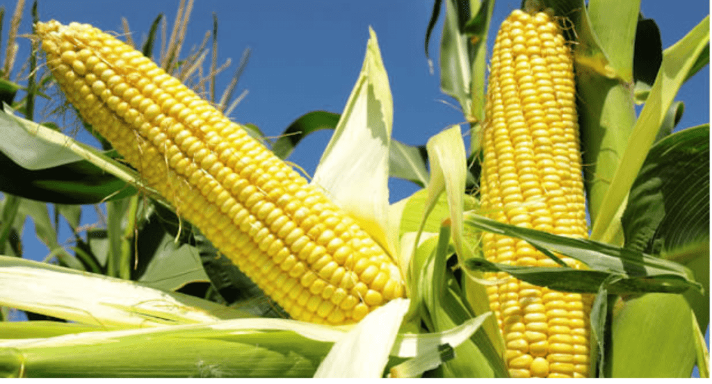 Maize Production