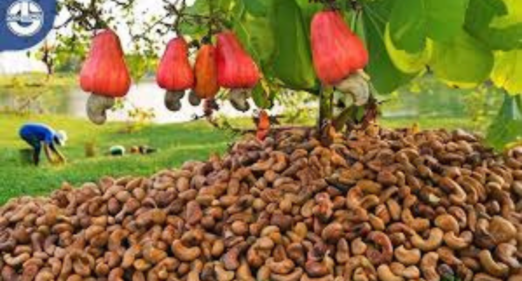 Cashew Research Center