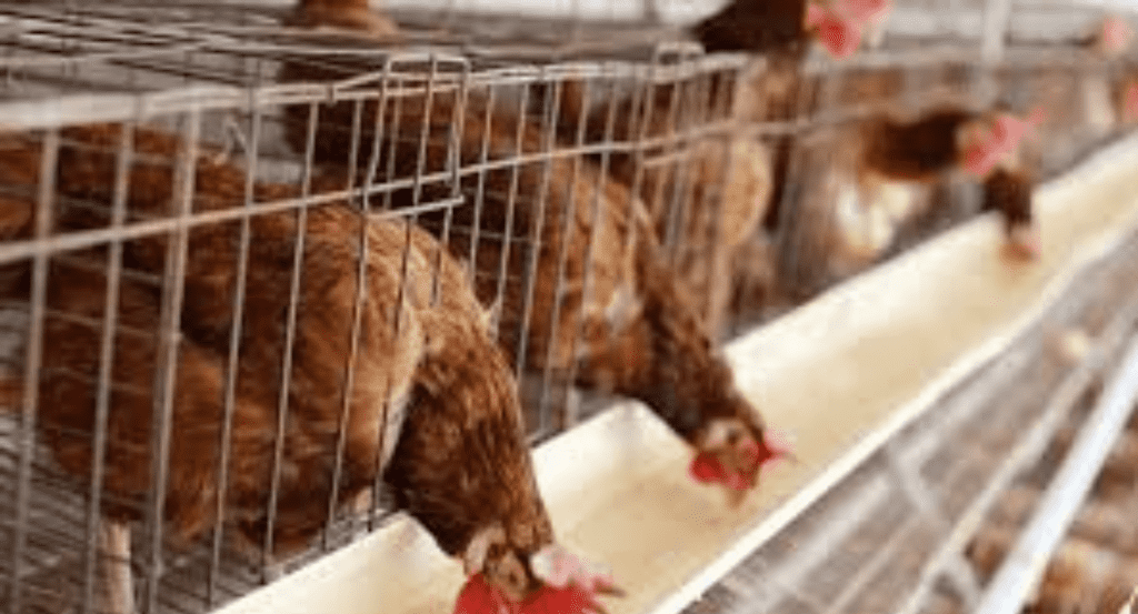 Poultry Industry