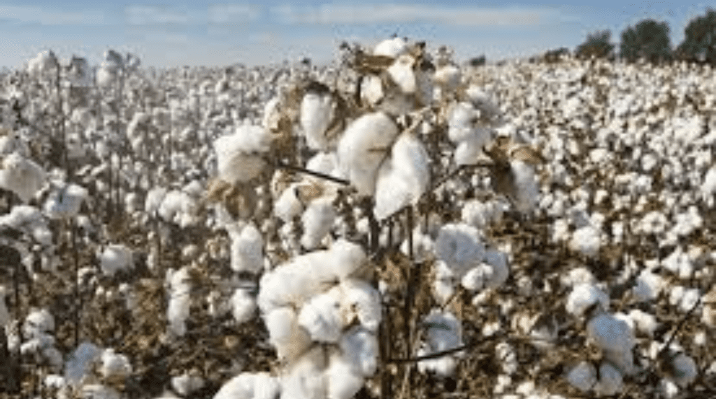 Cotton Exports