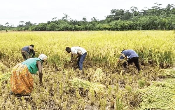 illegal importation of rice