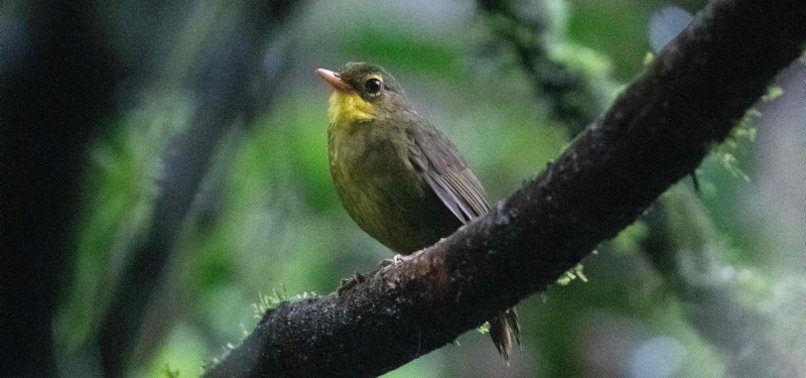 Long lost Madagascar songbird seen again in wild