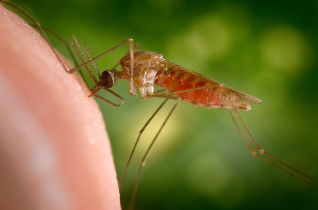 Deadly Mosquito Species Now Found in Kenya, Health Officials Warn