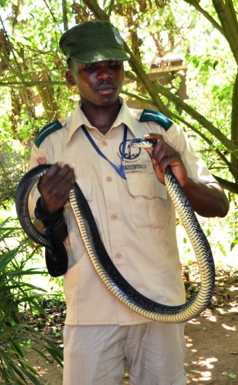 How Kazibwe Turned Snakes Into A Multi-Million Enterprise