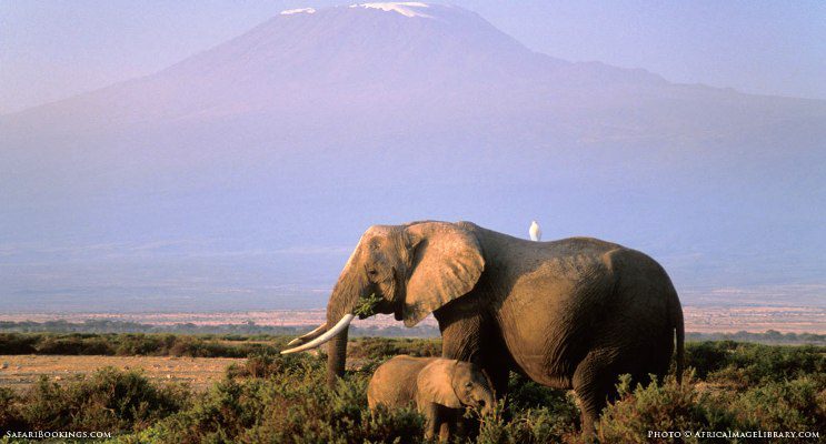 Tanzania's Safari Industry Struggles Amid New VAT Introduction