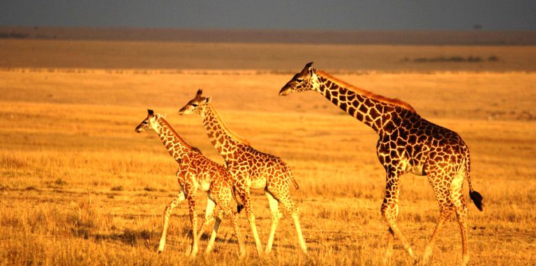 Kenya Targets India and Spain to Boost Tourism to 2.5 Million Arrivals by 2022