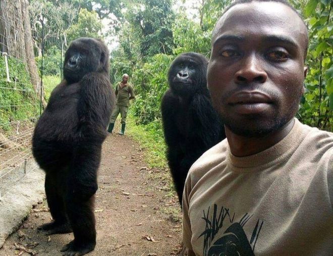 Two Gorillas Share a Selfie with Their Rescuers at Virunga National Park