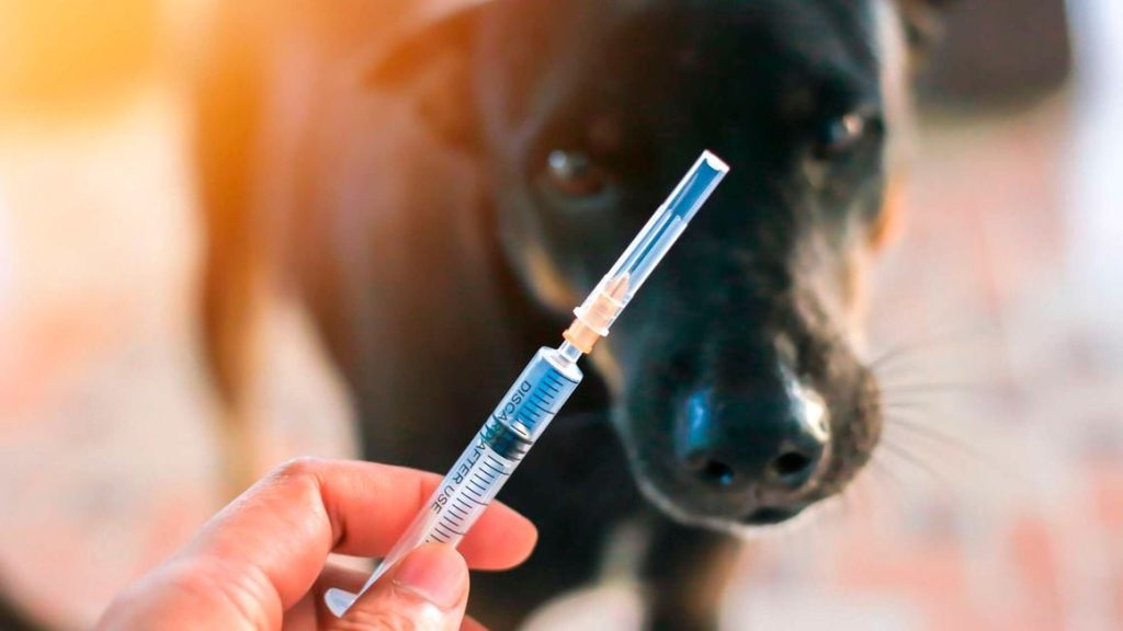 Facial recognition tech gives rabies war massive shot