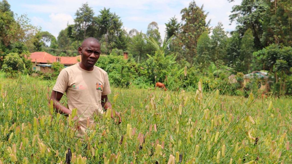 Climate change wiping out Africa’s traditional vegetables