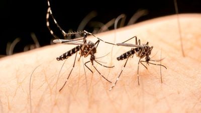 New study about how mosquitoes mate may boost war on malaria