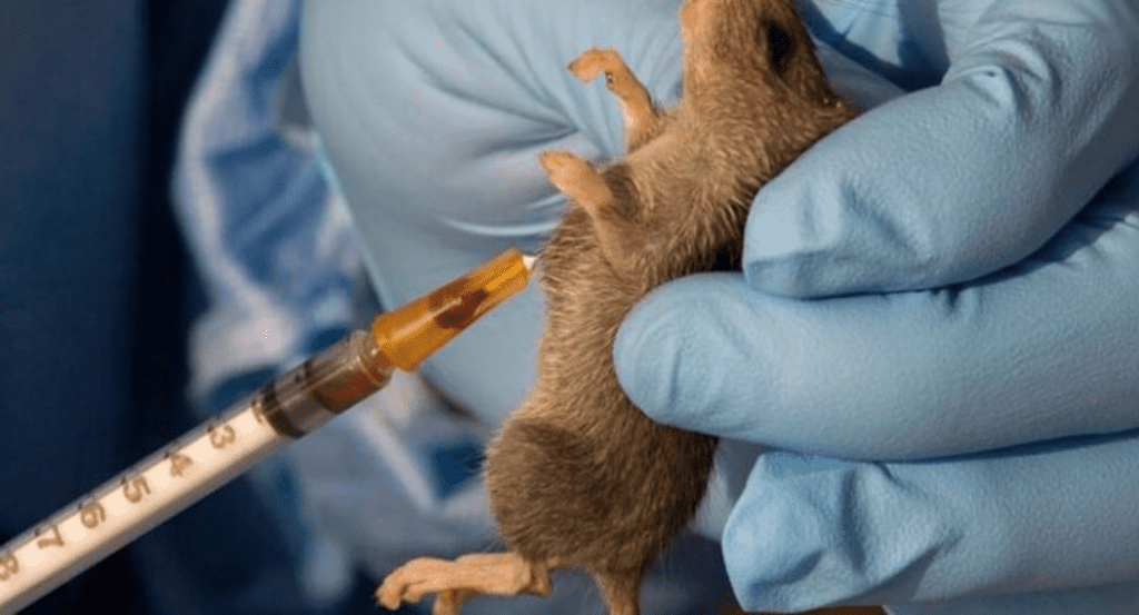 Lassa Fever Outbreak