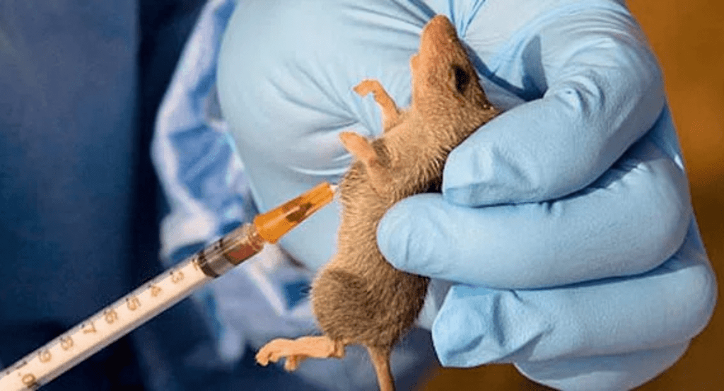 Lassa fever