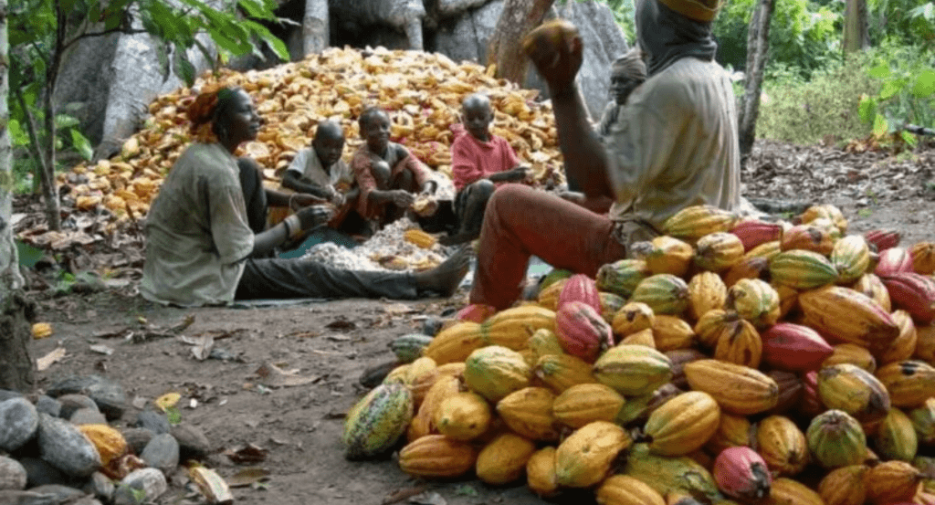 Cocoa sector