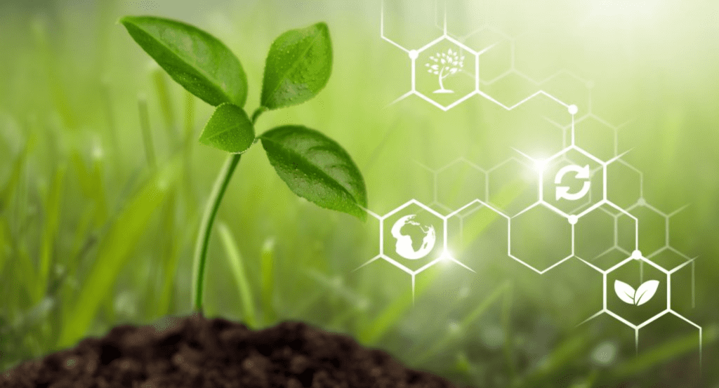 Biofuels in Africa’s green transition