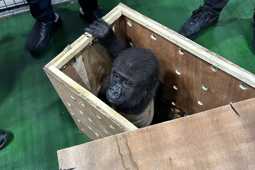 Baby gorilla